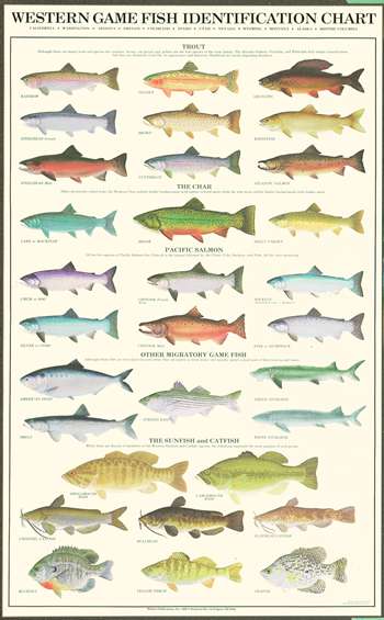 fish poster (western)